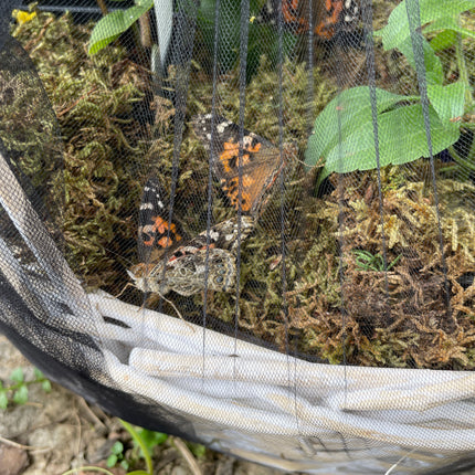 Mother's Day Butterfly Basket with Potted Plants $89.99-$109.99
