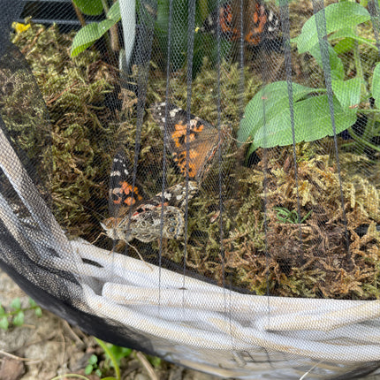 Mother's Day Butterfly Basket with Potted Plants $89.99-$109.99