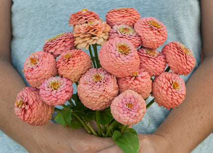 Oklahoma Salmon Zinnia: 4" Potted Pre-order