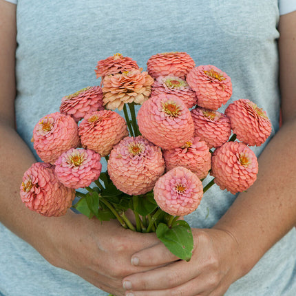 Oklahoma Salmon Zinnia: 4" Potted Pre-order