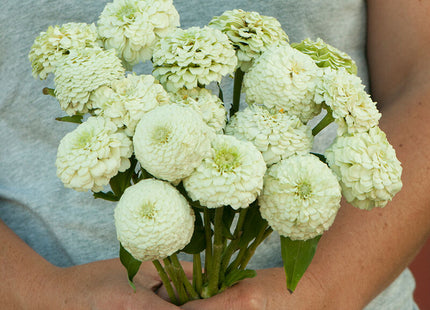 Oklahoma White Zinnia: 4" Potted Pre-order