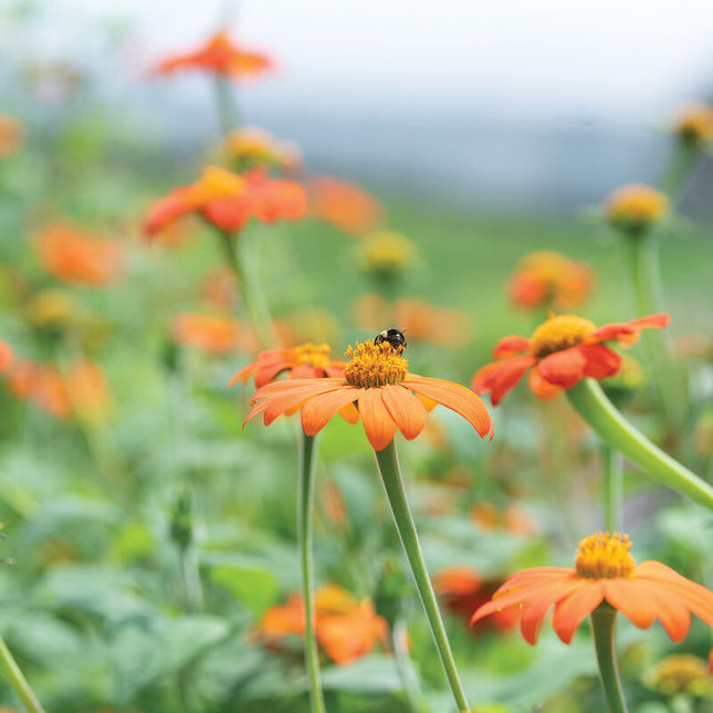 Mexican Sunflower Tithonia: 4" Potted Pre-order