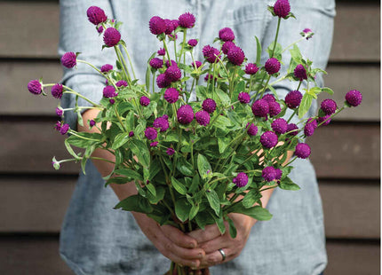 Audray Purple-Red Gomphrena: 4" Potted Pre-order