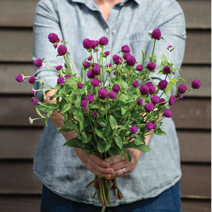 Audray Purple-Red Gomphrena: 4" Potted Pre-order