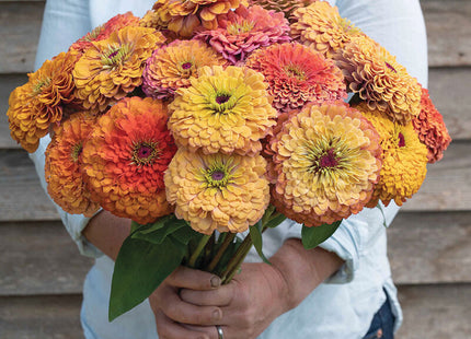Aurora Zinnia: 4" Potted Pre-order