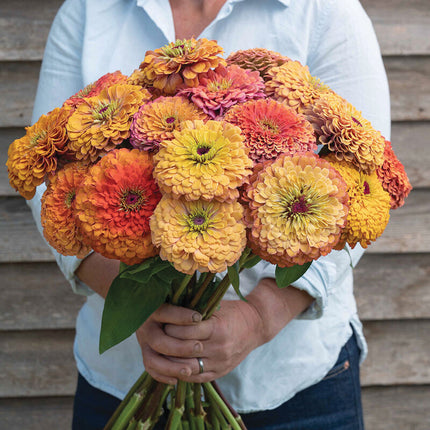 Aurora Zinnia: 4" Potted Pre-order