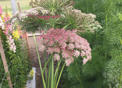 Purple Kisses Daucus: 4" Potted Pre-Order