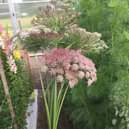 Purple Kisses Daucus: 4" Potted Pre-Order
