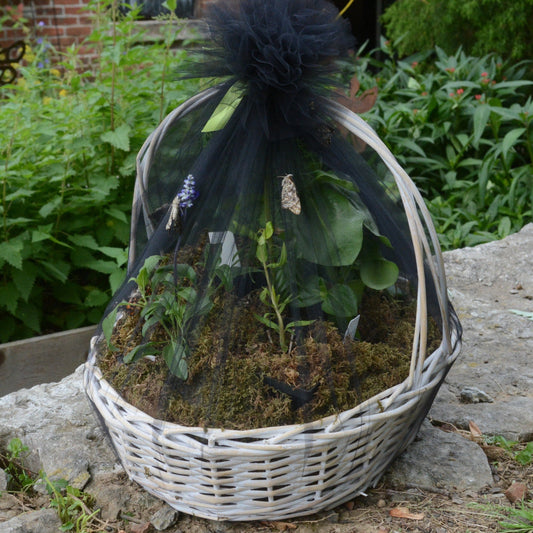 Mother's Day Butterfly Basket with Potted Plants -PRE ORDER REQUIRED