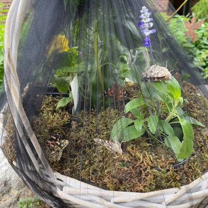 Mother's Day Butterfly Basket with Potted Plants $89.99-$109.99