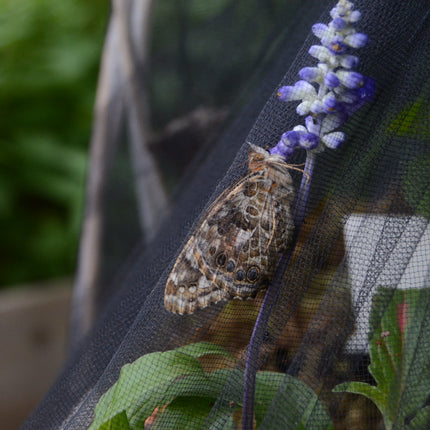 Mother's Day Butterfly Basket with Potted Plants $89.99-$109.99