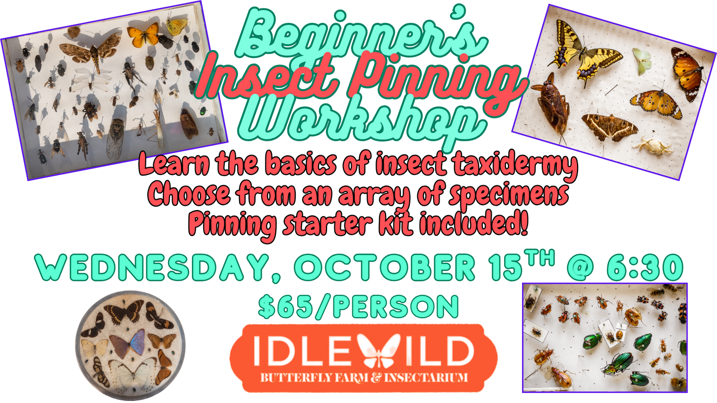 Beginner's Insect Pinning Workshop Wednesday October 15th @ 6:30pm