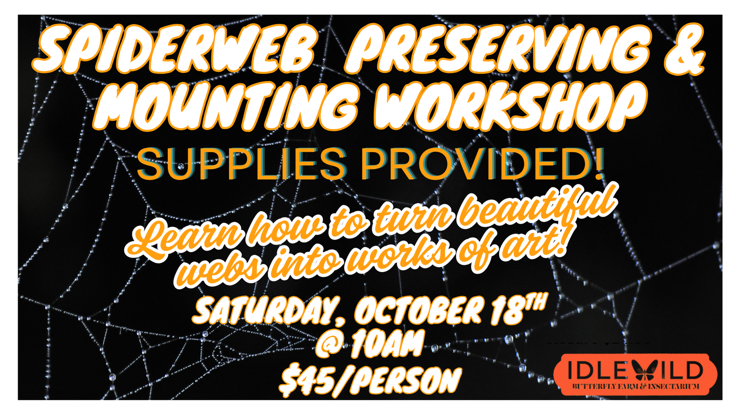 Spiderweb Preserving Workshop Saturday October 18th @ 10AM