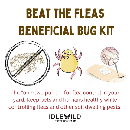Beat the Fleas Beneficials Bug Kit-PRE ORDER
