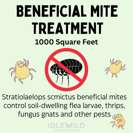 Beneficial Mites to Control Fleas, Fungus Gnats, Spider mites, Thrips and more!