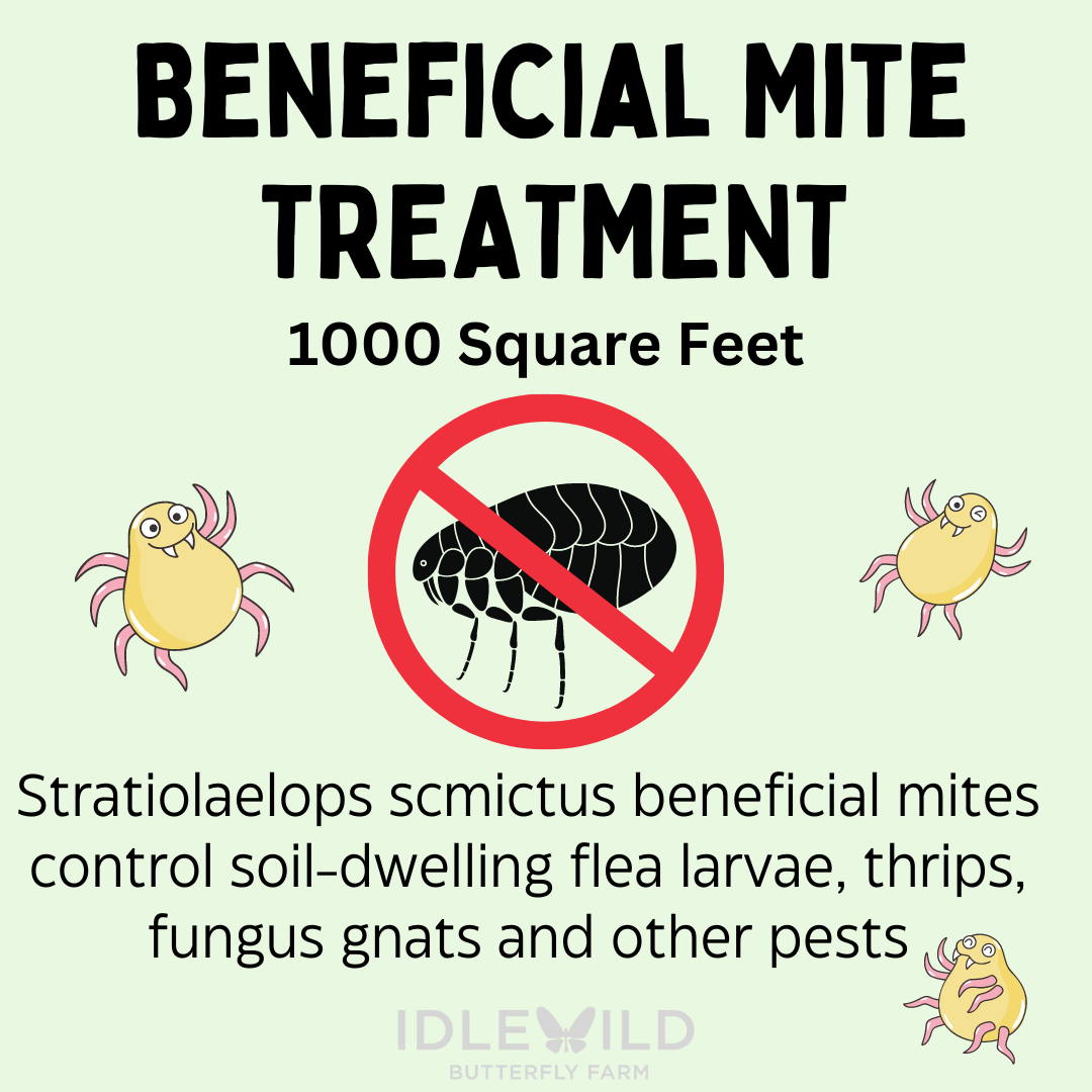 Beneficial Mites to Control Fleas, Fungus Gnats, Spider mites, Thrips and more!