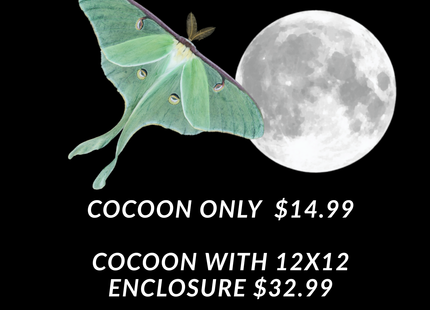 Luna Moth Cocoon Kit - Pre-order for pickup Thursday-Saturday