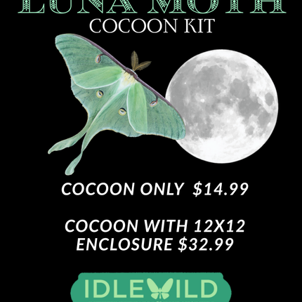 Luna Moth Cocoon Kit - Pre-order for pickup Thursday-Saturday