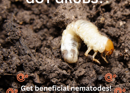 Beneficial Nematodes