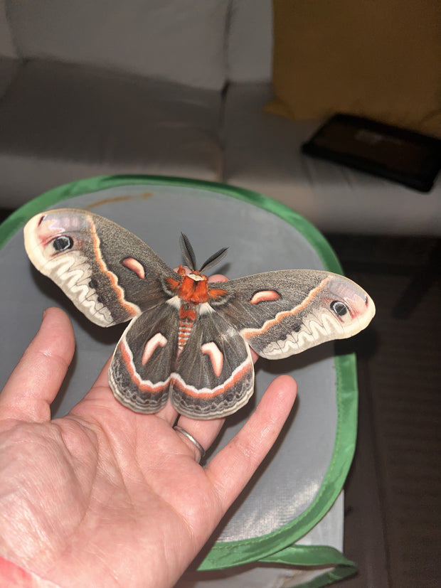 <strong>Insectarium & Lab Tours</strong>