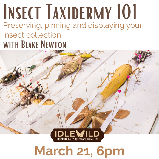 Insect Taxidermy 101, March 21 6pm
