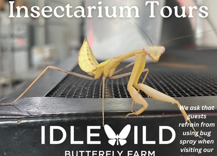 Insectarium Tours