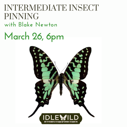 Intermediate Insect Pinning, March 26 6pm