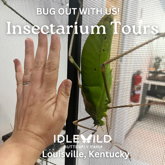 Idlewild Insectarium Tours [Click for Available Times]