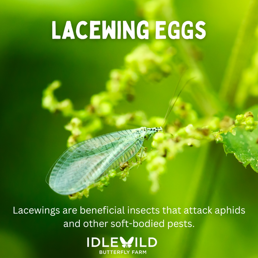 Lacewing Eggs