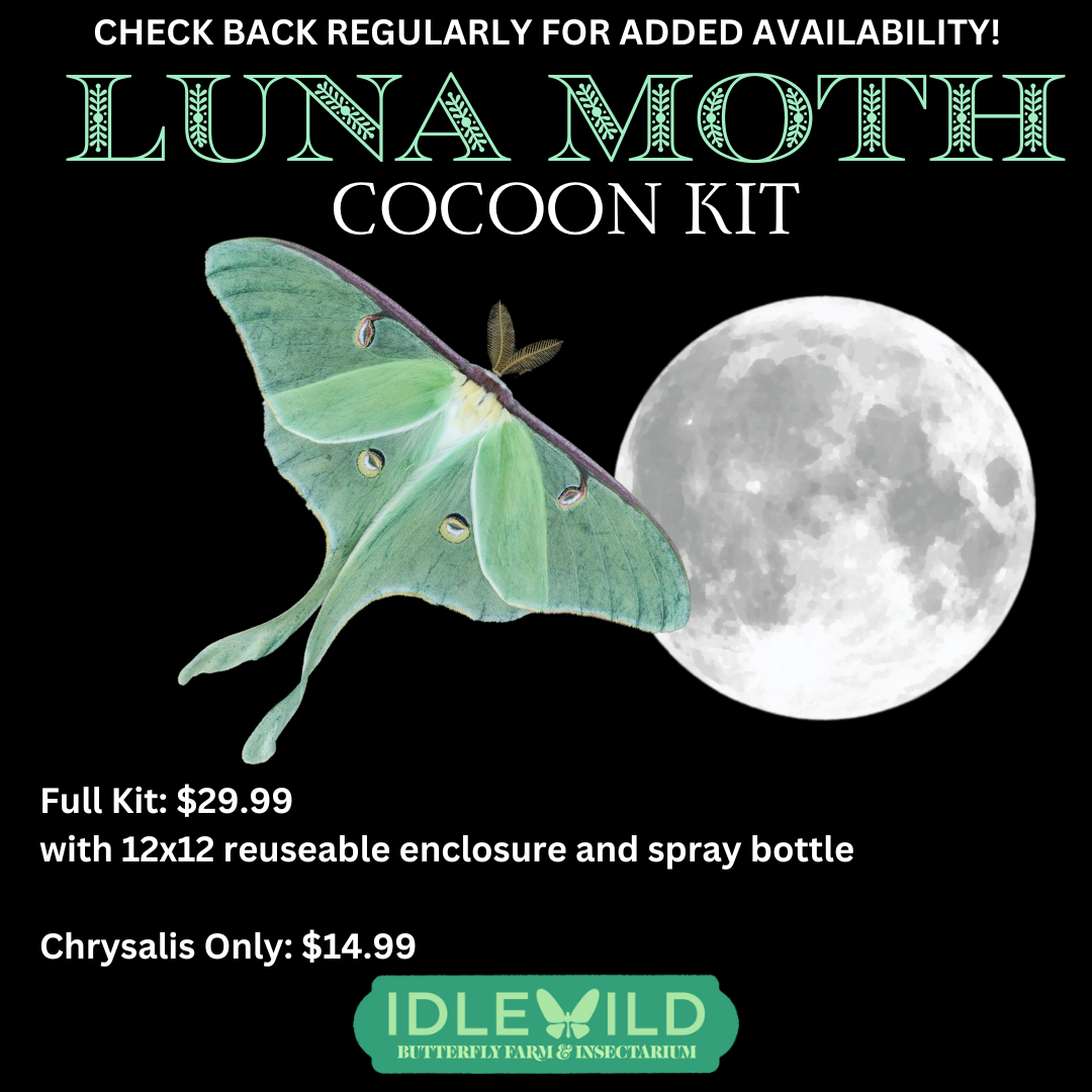 Luna Moth Cocoon Kit - For Pickup Saturday AUGUST 9th & 10th between 12pm-4pm *NO REFUNDS CAN BE ISSUED FOR NO-SHOWS!