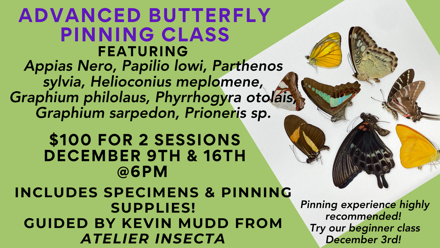 Advanced Butterfly Pinning, December 9th and 16th @ 6pm