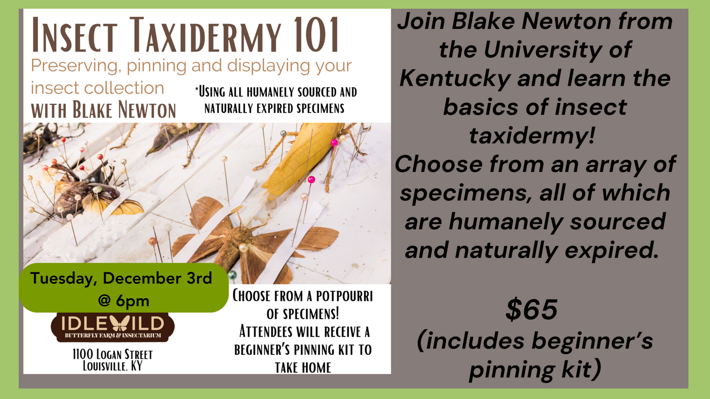 Insect Taxidermy 101, December 3rd @ 6pm