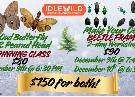 Pinning Class / Beetle Framing Workshop