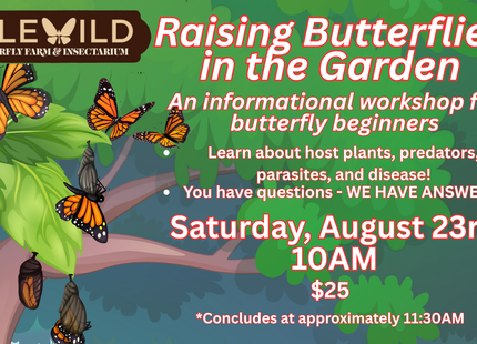 Raising Butterflies in the Garden - An informational workshop for butterfly beginners