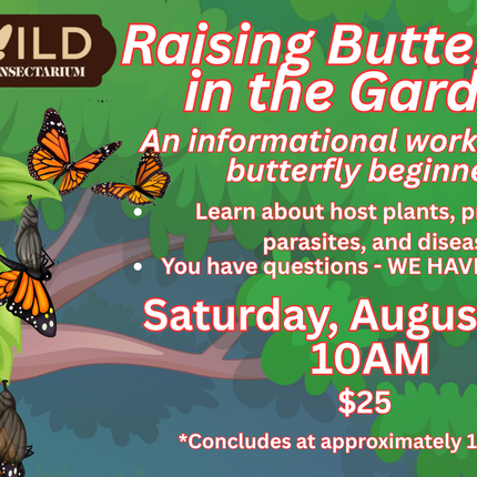 Raising Butterflies in the Garden - An informational workshop for butterfly beginners