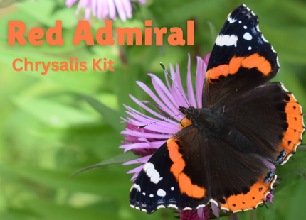 Red Admiral Chrysalis Kit