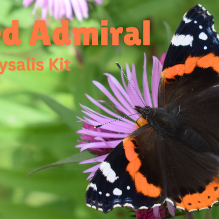 Red Admiral Chrysalis Kit