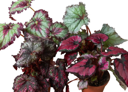 Rex Begonia Plant 5"