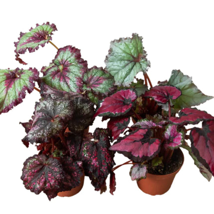 Rex Begonia Plant 5"