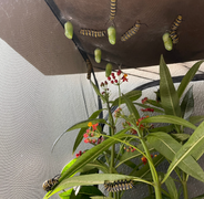 <strong>Experience</strong>