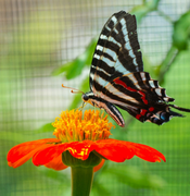 <strong>Exhibits</strong>