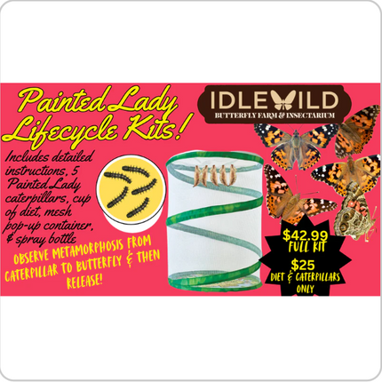Painted Lady Butterfly Metamorphosis Kit