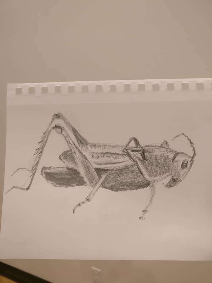 Live Insect Illustration with Damon Thompson