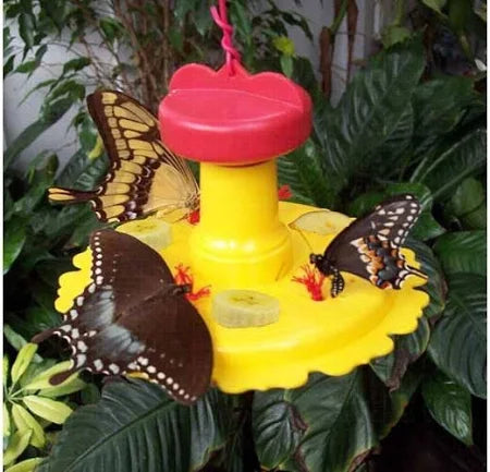 Butterfly Feeder