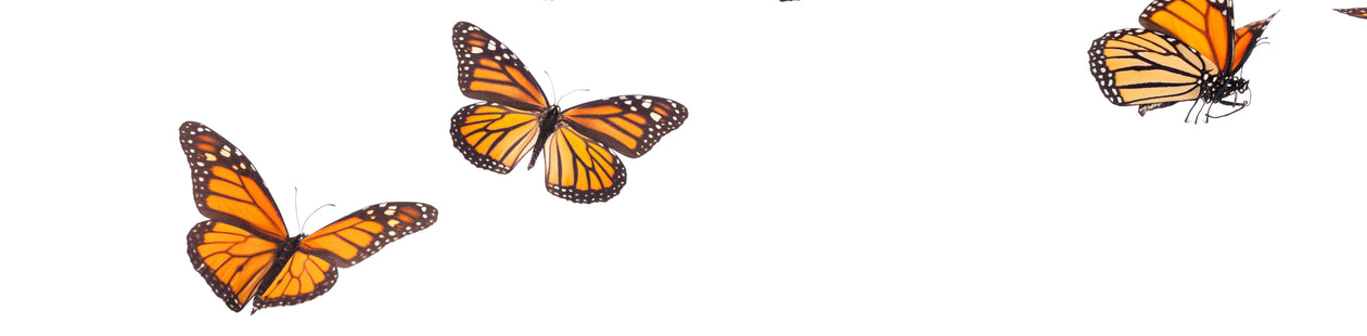 Monarch butterflies flying on a white background