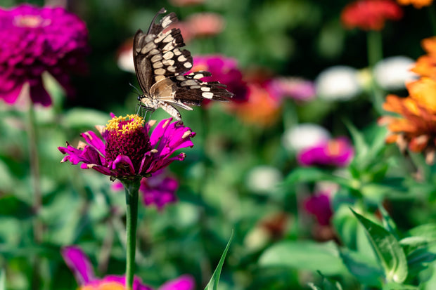 <strong>Igniting a Passion for the Planet</strong>