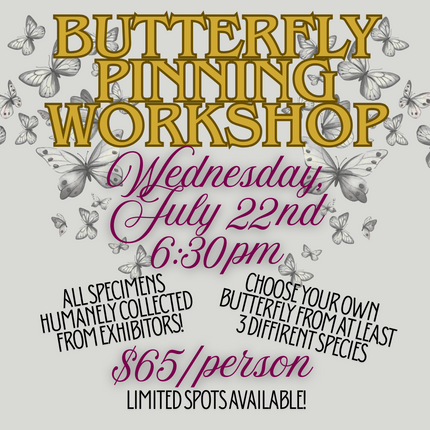 Butterfly Pinning Workshop