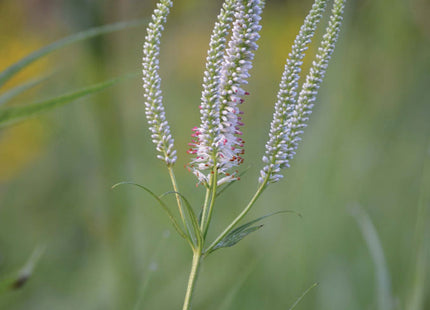Culver's Root