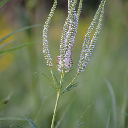Culver's Root