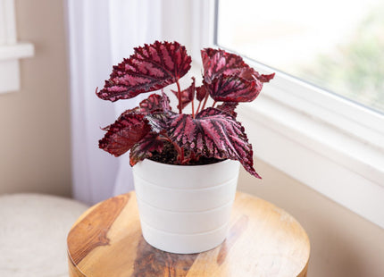 Rex Begonia Plant 5"